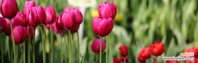 郁金香花语是什么意思?郁金香的寓意有哪些常见问题?