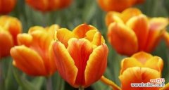 郁金香花语是什么意思？郁金香的寓意有哪些常见问题？