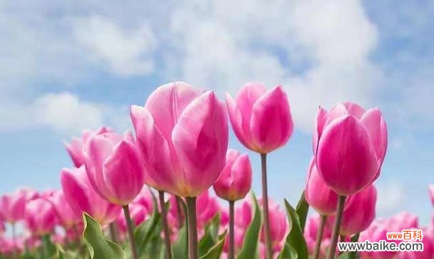 郁金香花语是什么意思?郁金香的寓意有哪些常见问题?