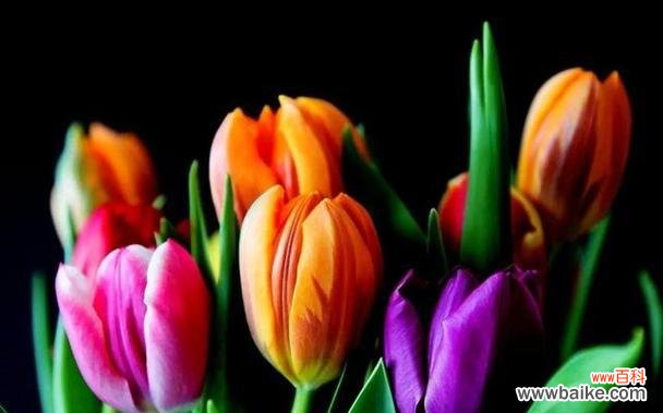 郁金香花语和寓意是什么？如何挑选代表不同情感的郁金香？