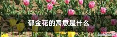 郁金香花语和寓意是什么？如何挑选代表不同情感的郁金香？