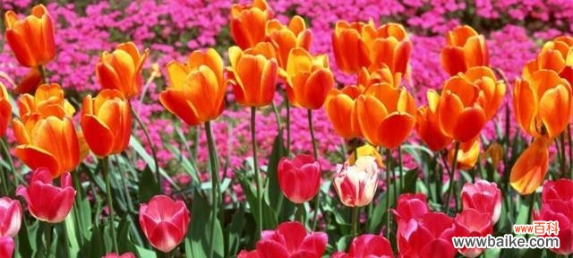 郁金香花语是什么?郁金香代表的意义有哪些?