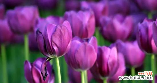 郁金香花语是什么？不同颜色郁金香代表的含义有哪些？