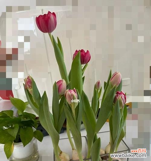 郁金香什么时候开花?花期养护要点及花语含义是什么?