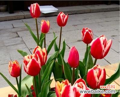 郁金香送几朵代表什么?不同数量郁金香的花语是什么?