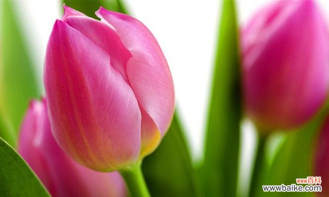 郁金香送几朵代表什么?不同数量郁金香的花语是什么?