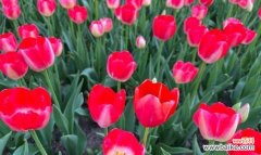 郁金香代表什么花语？如何理解郁金香的花语含义？