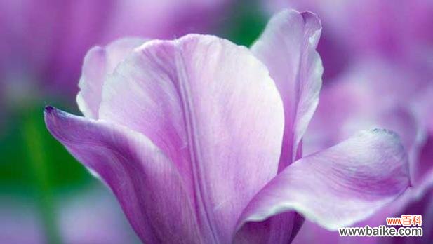 郁金香代表什么花语?如何理解郁金香的花语含义?