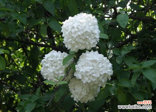 怎样使琼花年年开花繁茂？