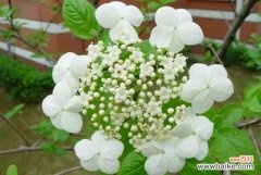 琼花有哪些养护要点？