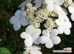 琼花什么时候开？4~5月开花