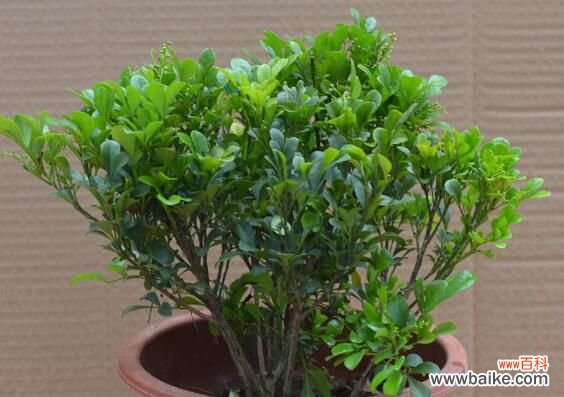 米兰花怎么浇水施肥？四季水肥管理及注意事项