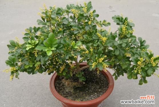 米兰花怎么浇水施肥？四季水肥管理及注意事项