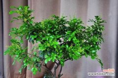 米兰花怎么修剪？春季顶心应掐掉