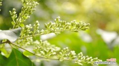 夜来香有毒吗？有毒，不适合养护在室内