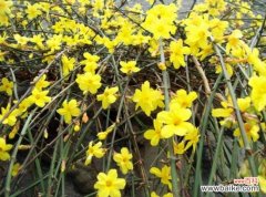 怎样让迎春春节开花