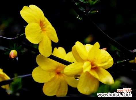 迎春花什么时候开花？一般在2～3月开