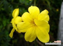 迎春花是什么颜色？黄色花瓣,花心红色