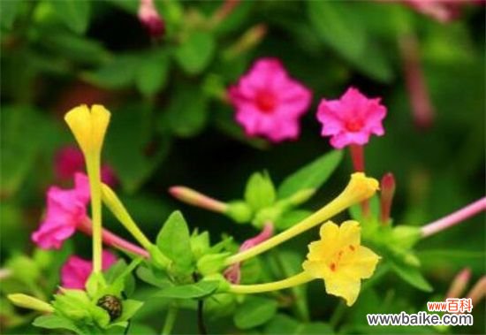 四个月 夜来香几月开花？夜来香花期能开多久