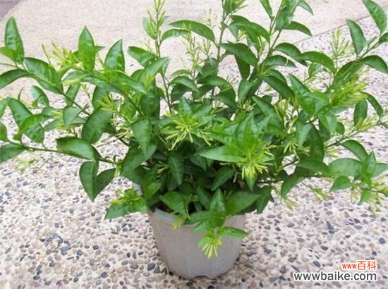 四个月 夜来香几月开花？夜来香花期能开多久