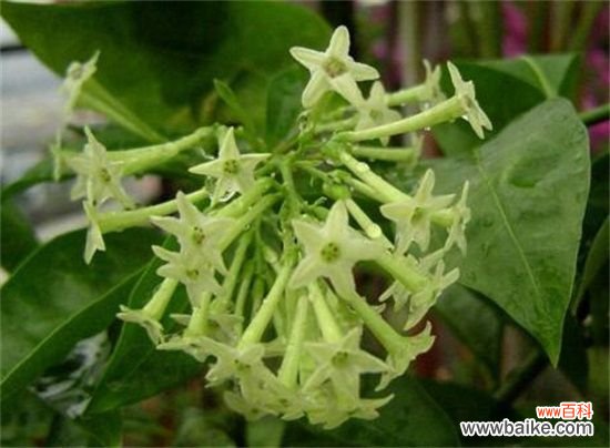 四个月 夜来香几月开花？夜来香花期能开多久