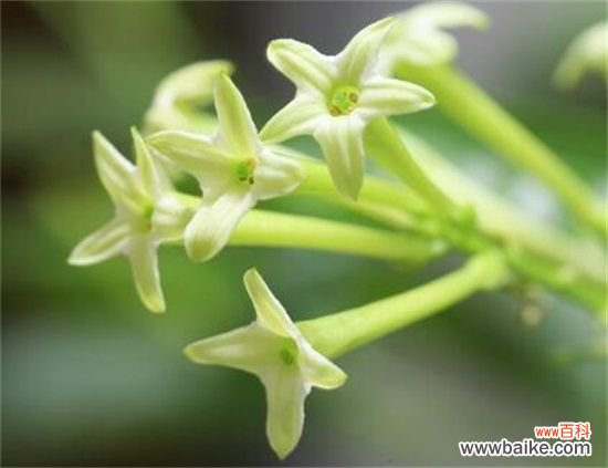 四个月 夜来香几月开花？夜来香花期能开多久