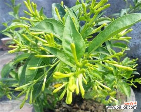 四个月 夜来香几月开花？夜来香花期能开多久