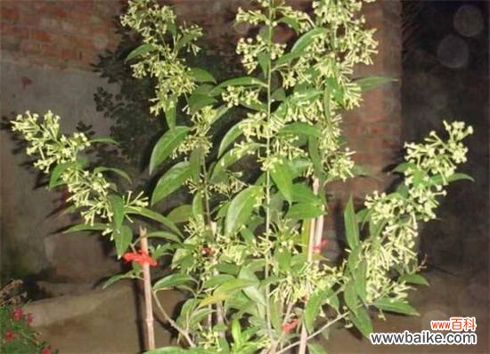 四个月 夜来香几月开花？夜来香花期能开多久