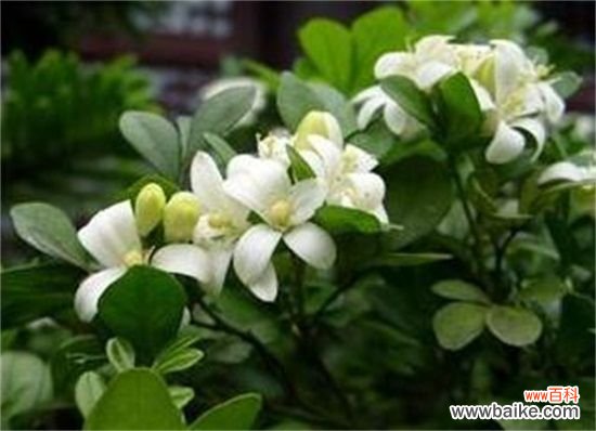 夜来香冬天怎么养？4个要点教你让夜来香安全过冬