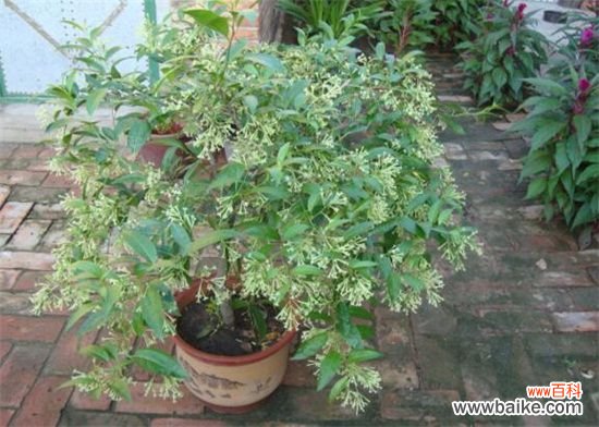 夜来香冬天怎么养？4个要点教你让夜来香安全过冬