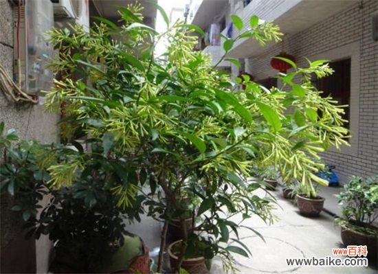 夜来香冬天怎么养？4个要点教你让夜来香安全过冬