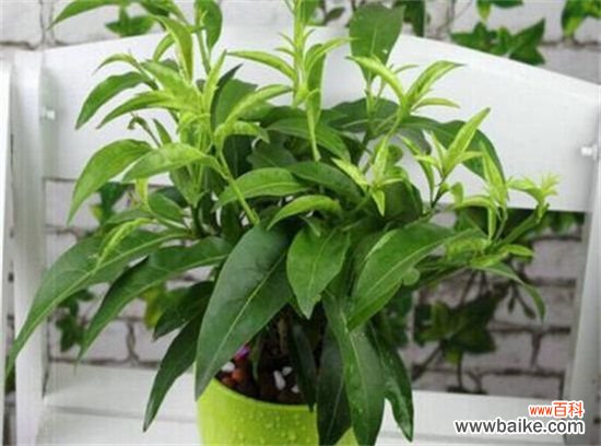夜来香冬天怎么养？4个要点教你让夜来香安全过冬
