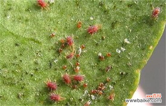 夜来香冬天怎么养？4个要点教你让夜来香安全过冬