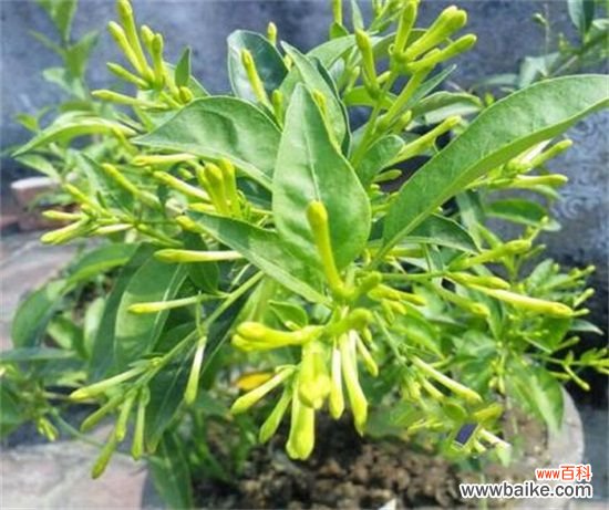 夜来香冬天怎么养？4个要点教你让夜来香安全过冬