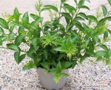 夜来香冬天怎么养？4个要点教你让夜来香安全过冬