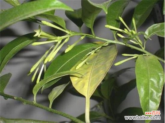 夜来香冬天怎么养？4个要点教你让夜来香安全过冬