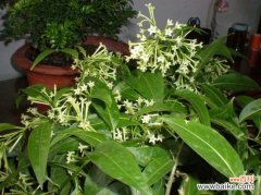 夜来香养护有哪些要点