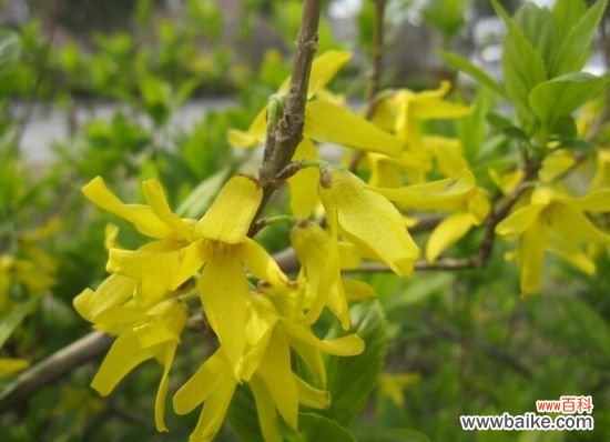 怎样区分迎春、连翘和探春