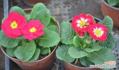 德国报春花应怎样科学盆栽？
