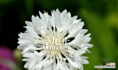 揭开不同颜色矢车菊所蕴含的花语与含义 不同颜色矢车菊的花语