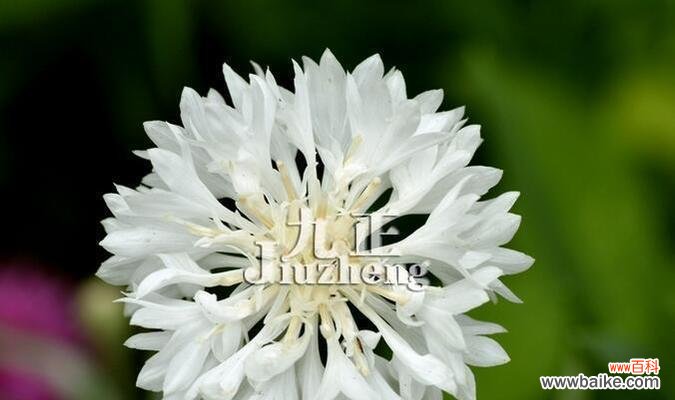 揭开不同颜色矢车菊所蕴含的花语与含义 不同颜色矢车菊的花语