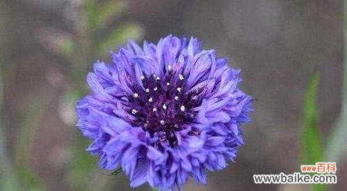 揭开不同颜色矢车菊所蕴含的花语与含义 不同颜色矢车菊的花语