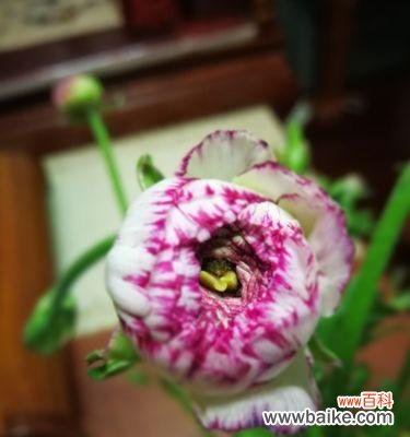 探索花毛茛的文化内涵,领略神秘的花语世界 花毛茛花语大全——寓意深刻的花卉之王