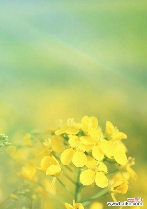 探寻油菜花花语的深刻内涵 浅谈油菜花的文化背景