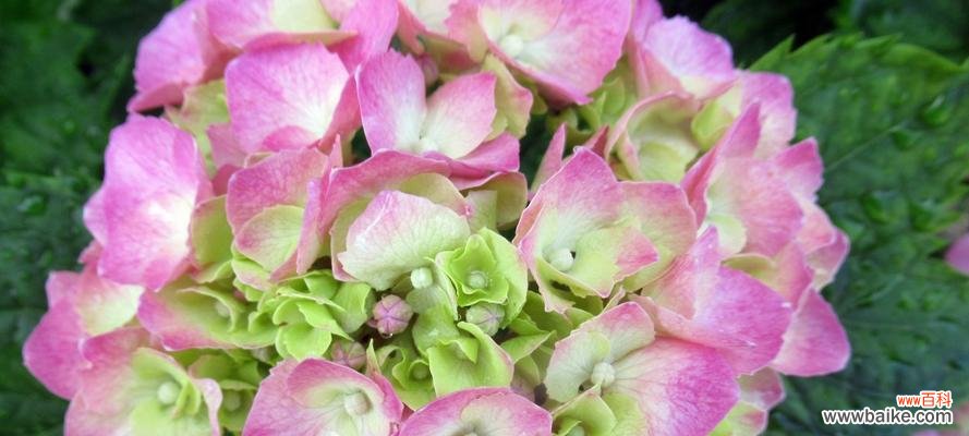 探究绣球花背后的意义 绣球花的花语代表意义