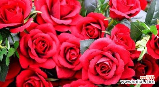 从1朵到99朵,解读不同数量玫瑰所代表的情感和寓意 花语之玫瑰的不同朵数代表意义