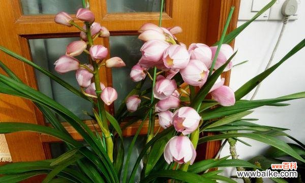 探寻大花蕙兰的美丽含义 大花蕙兰的花语