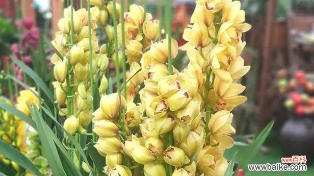 探寻大花蕙兰的美丽含义 大花蕙兰的花语