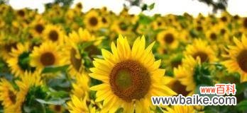 探寻向日葵的美好寓意 一朵向日葵的花语