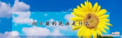 探寻向日葵的美好寓意 一朵向日葵的花语